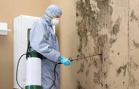 Professional Mold Removal in Kingston, WA